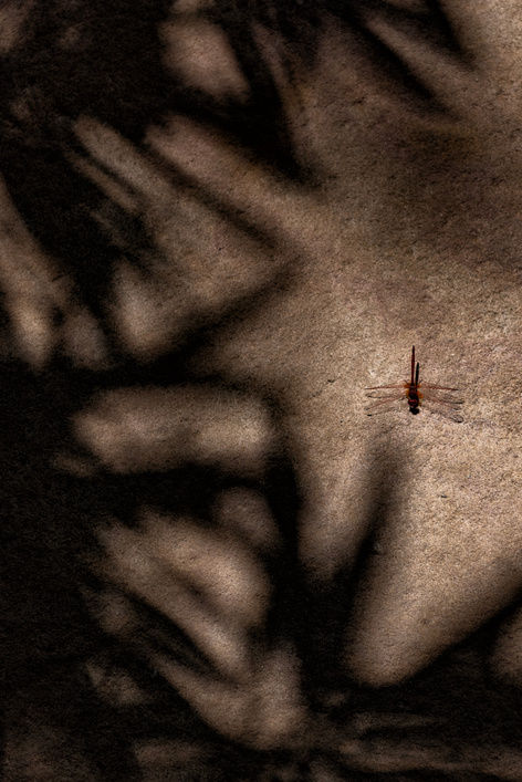 Dragonfly on a rock with leaf shadows